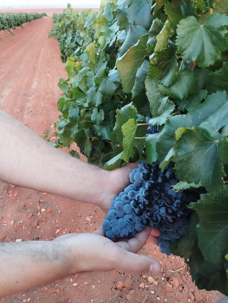 REESTRUCTURACIÓN DEL VIÑEDO