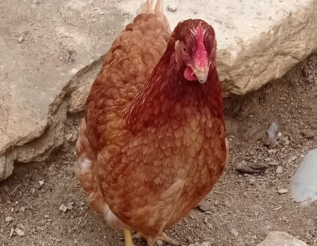 GALLINA