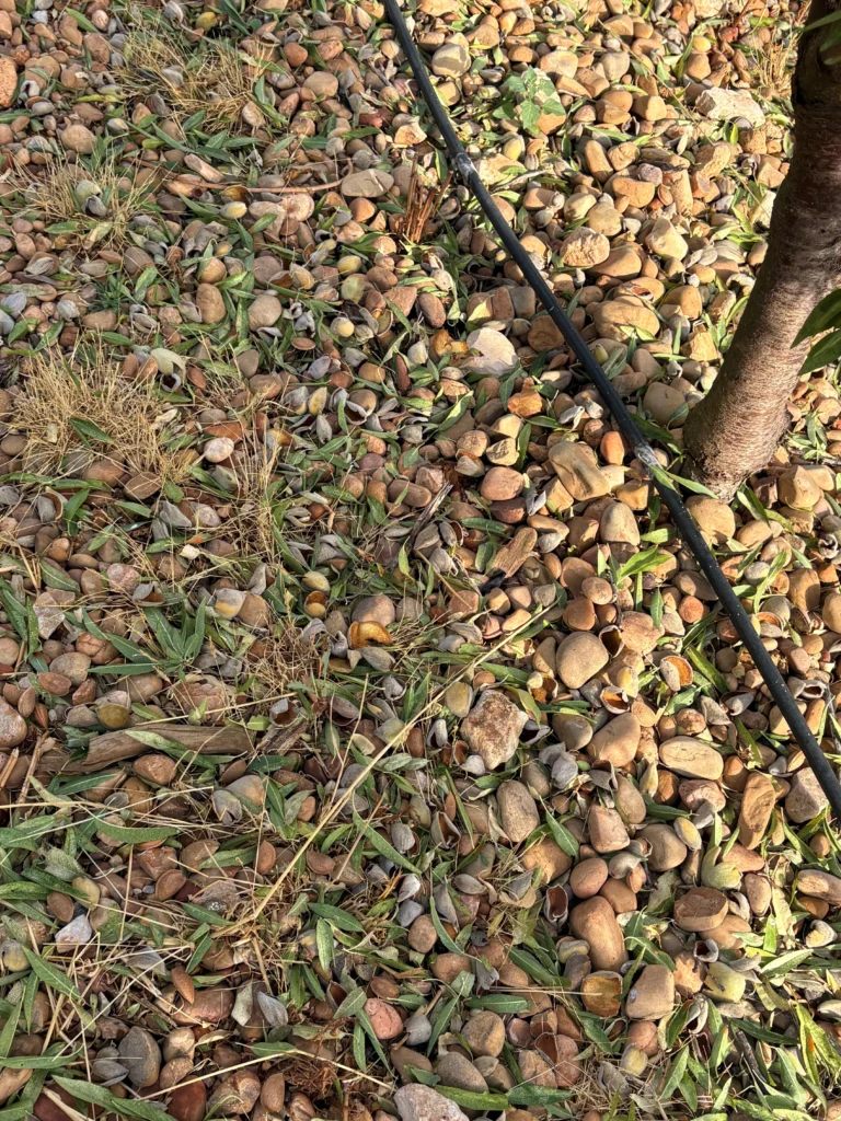 ALMENDRA2